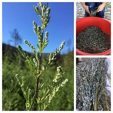 100% Mugwort  30g🌿 NEW HARVEST  📢 Artemisia vulgaris dried herb /tea ☕
