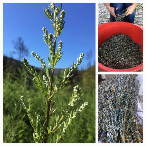 100 mugwort 30g - mugwort,