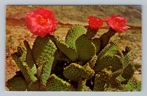 Postcard yuma arizona - postcard, az