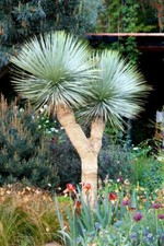 Yucca Rostrata 5 Seeds- Rare, Dense, Evergreen, Hardy