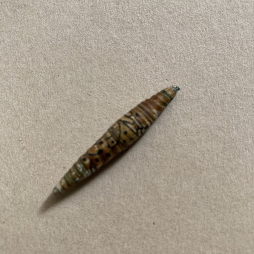 Possible pupa chrysalis larvae - chrysalis,