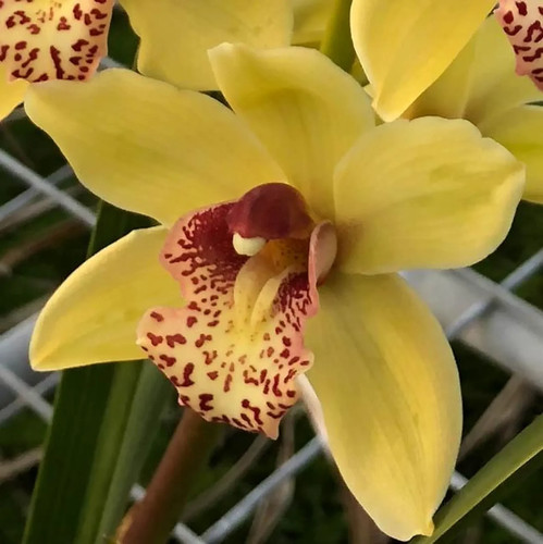 Cymbidium barrita unruly - cymbidium,