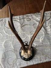 Taxidermy Roe Deer Trophy