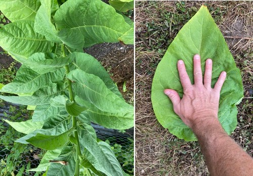 Amber leaf tobacco - tobacco, seeds