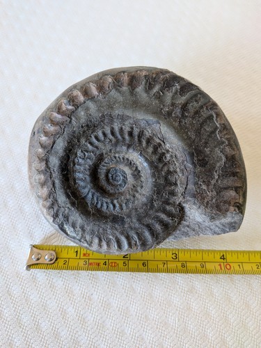 Hildoceras bifrons large - hildoceras,