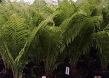 Fern plant XL Large Plant