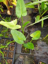Zantedeschia Aethiopica 'White