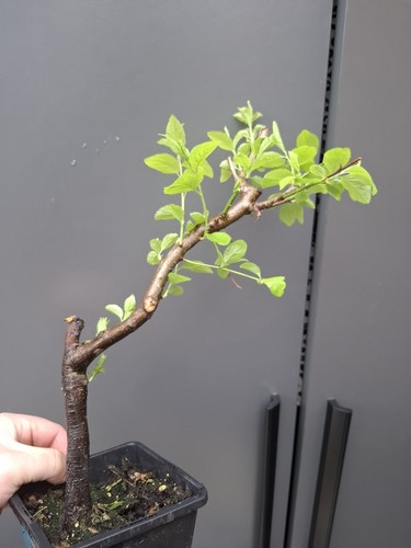 Cherry plum prunus - cherry,