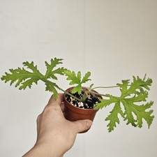 Geranium Pelargonium Lemon
