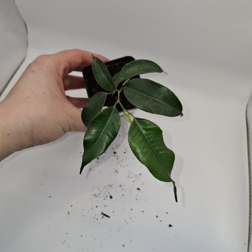 Ficus benjamina weeping - benjamina,