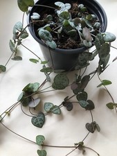 String of HEARTS Ceropegia woodii Cuttings Succulent Trailing House Plants Easy