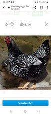 Silver laced wyandotte Six