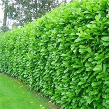 Cherry laurel evergreen - 10,