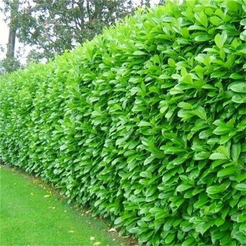 Cherry laurel evergreen - laurel,