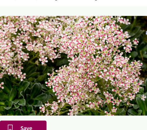 Saxifrage saxifraga southside - saxifraga,