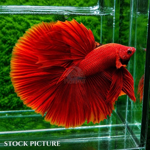 Live betta fish male - male, haflmoon