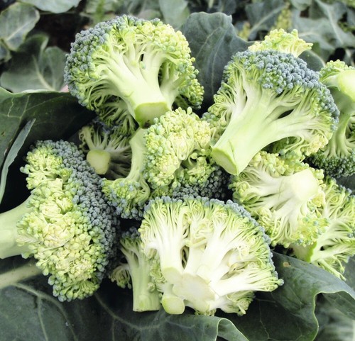Broccoli stromboli garden - t&m,