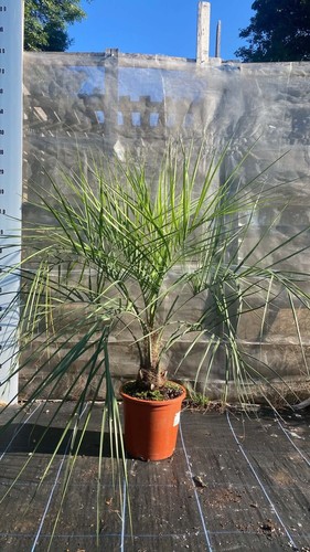 Butia capitata palm - , tree