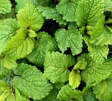 5 Lemon Balm Perennial Herb