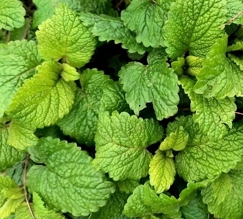 Lemon balm perennial herb - 5,