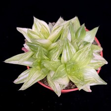 Haworthia Ssp. Variegata