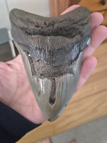 Megalodon tooth 25inches - megalodon, 5.25inches