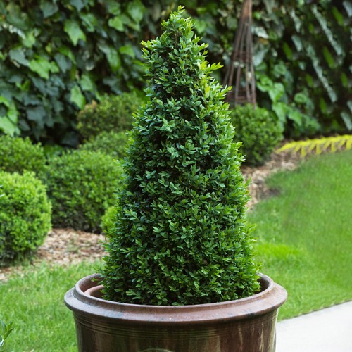 Boxwood pyramid buxus shrub - boxwood,