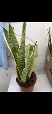 Snake Plant Sansevieria