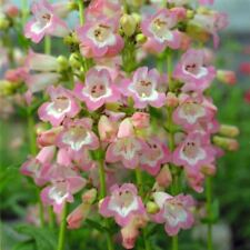Penstemon Fujiyama Perennial