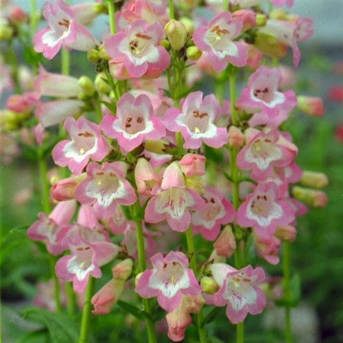 Penstemon fujiyama 5 plug - fujiyama,