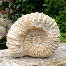 Large Fossil Ammonite