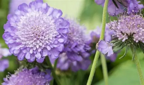 Scabiosa misty butterflies - 3x,