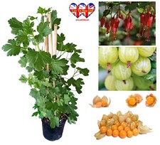 Quince,Grape,Apricot,Fig,Plum