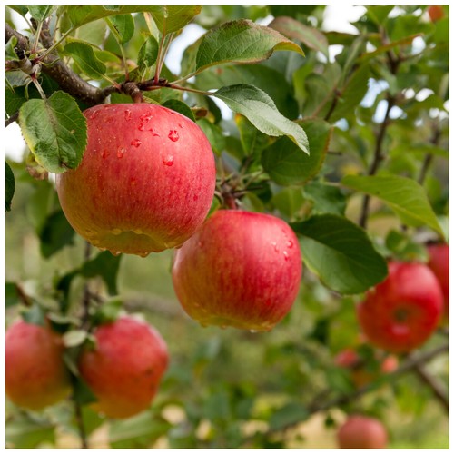 Beauty bath apple - of, tree