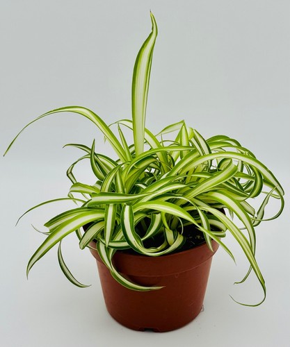 Bonnie curly spider - curly,