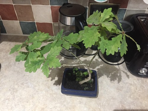 Oak starter bonsai - , 38cm