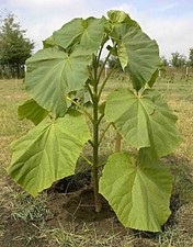 EXTRA CLEAN Paulownia Elongata Seeds, Kiri Tree, Climate Tree, Blue Curl Tree
