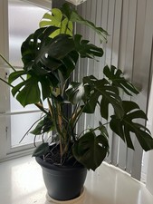 Monstera Deliciosa Swiss Cheese Plant – Mature Indoor Tropical House Plant