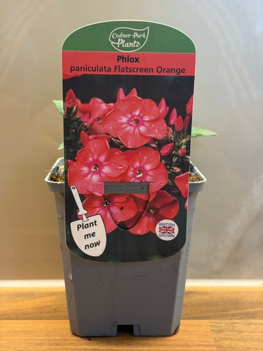 Phlox flatscreen orange rose - flatscreen,