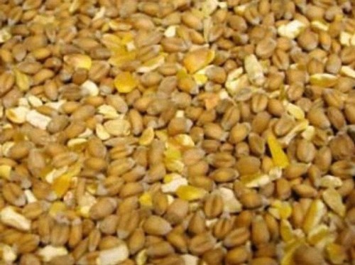 20kg free mixed corn - gm,