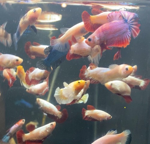 Live betta fish 6 - live, female