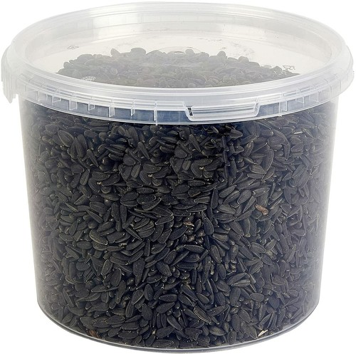 Black sunflower seed wild bird - sunflower,