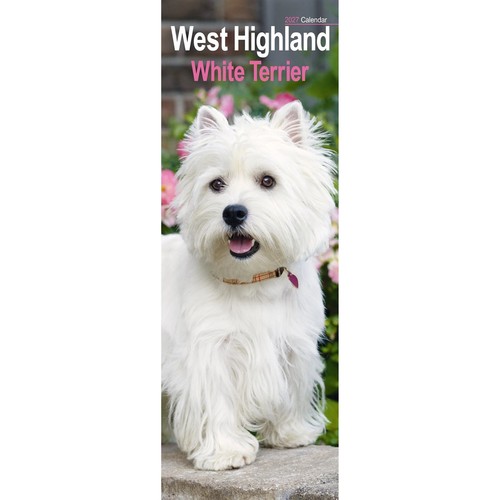West highland white terrier - highland,