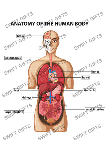 Human anatomy diagram - human,
