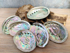 Abalone Shell Natural Large