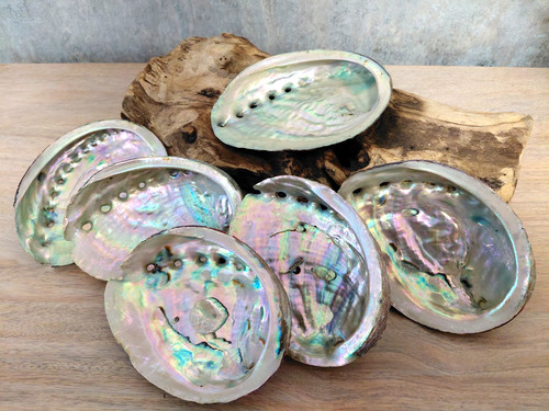 Abalone shell natural large - abalone,
