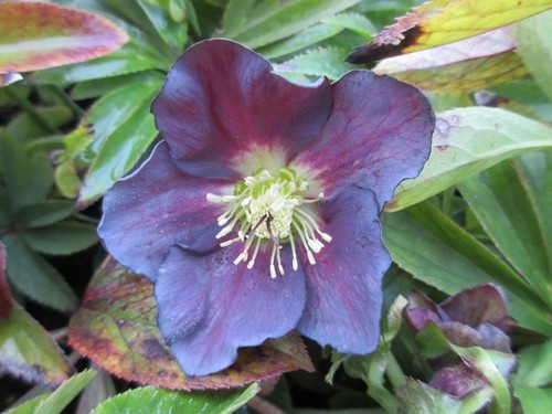 Helleborus pretty ellen purple - helleborus,
