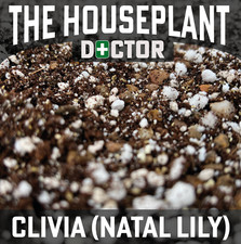 CLIVIA (NATAL BUSH LILY)