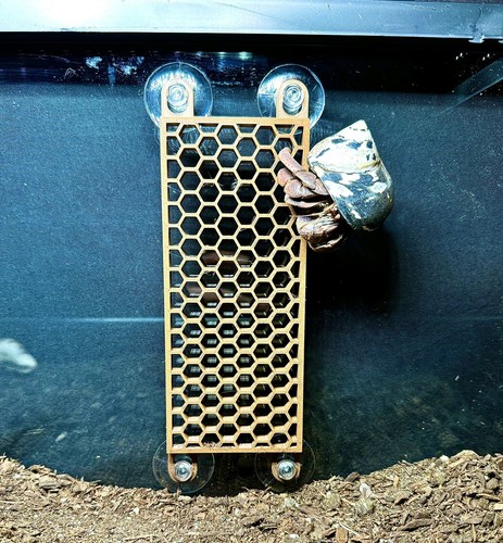 Hermit crab ladder climbing - ladder,