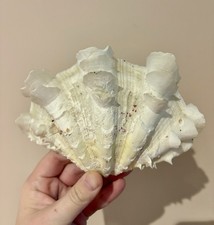 Vintage Natural Fluted Giant